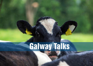 Warning To Farmers As Cattle Stolen on Galway Border