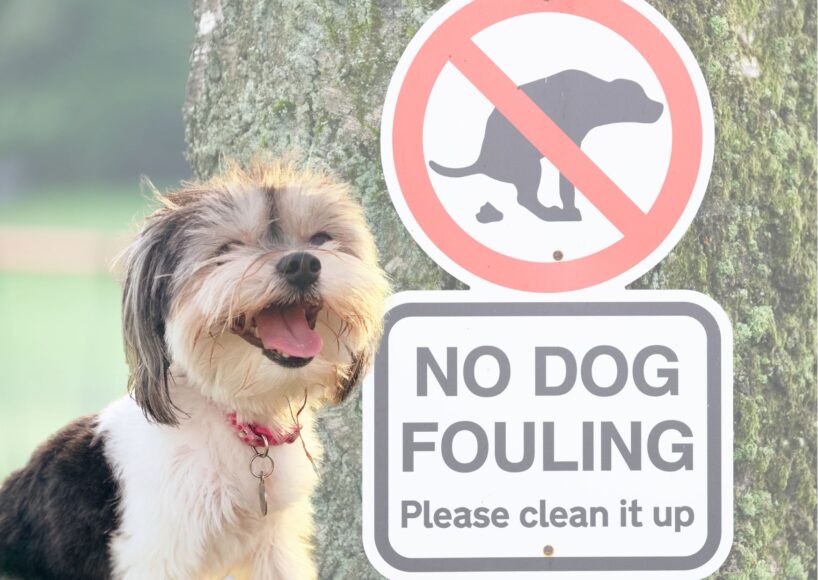 Volunteers sought for anti dog-fouling campaign in city