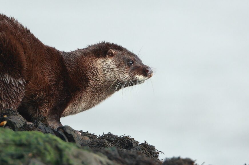Galway public urged to report Otter spottings