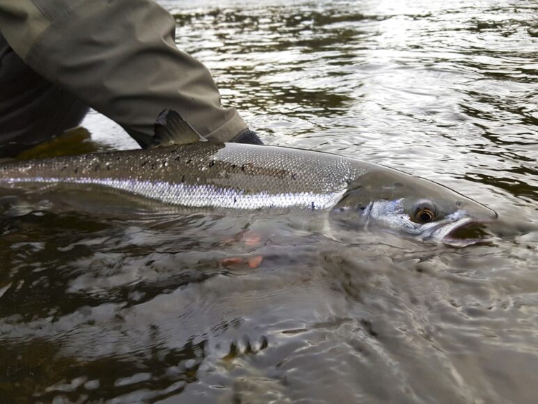 Mayo, Cork, Galway and Kerry have Ireland’s best salmon rivers