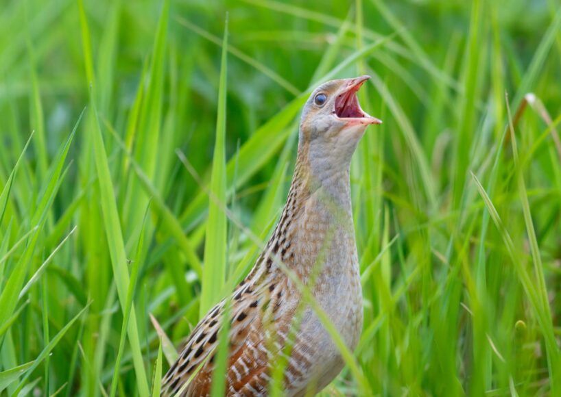 First Corncrake spotted on Aran Islands in 25 years