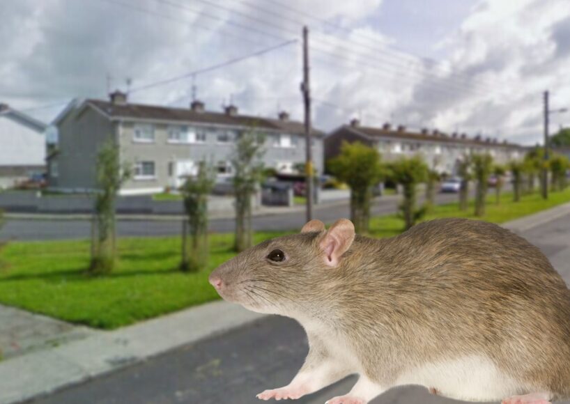 Claims Fahy Gardens in Loughrea “infested” with rats