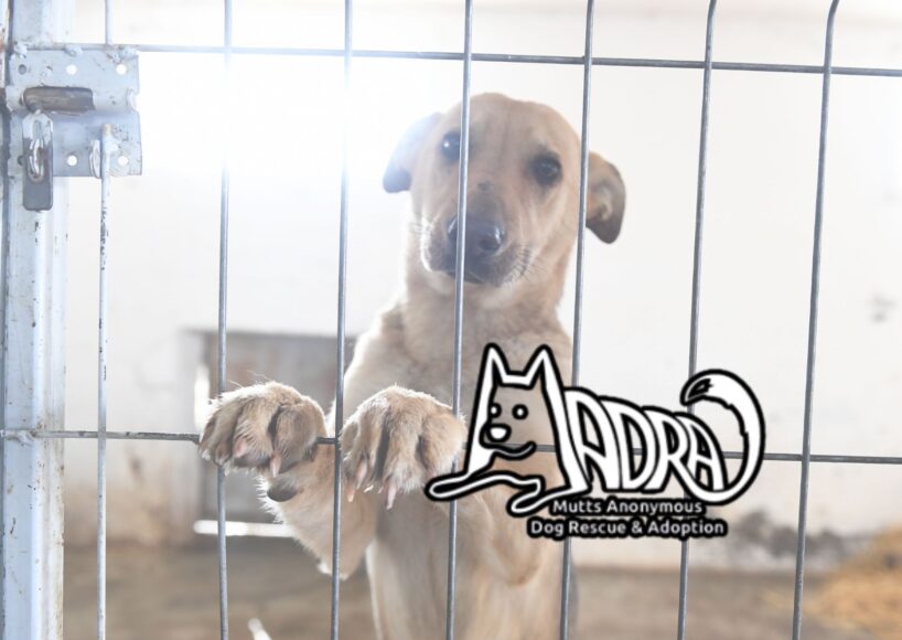 Director of Galway’s MADRA Dog Rescue says combined effort needed to prevent animal abandonment