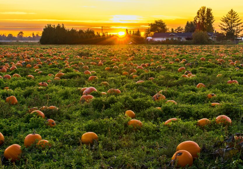 Galway Pumpkin Patch in Ardrahan named in Ireland’s top 10