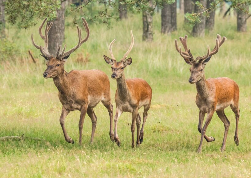 Warning signage to go up along N59 due to “out of control” numbers of deer