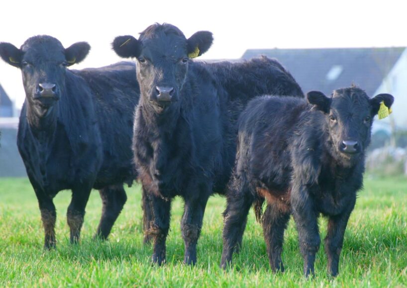 Biodiversity project to bring family of Dexter cows into Renmore in coming weeks