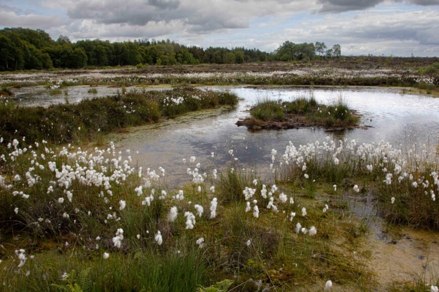 National Peatland Excellence Centre to be established at University of Galway